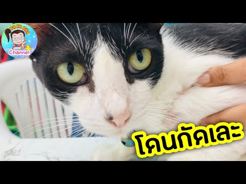 แย่แล้ว!! เต้าฮวย โดนกัด แผลเป็นหนอง 😭😭😭