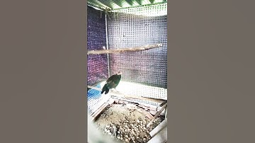 Gà Rừng Rặc Đã Gáy Và Lên Lông #shorts