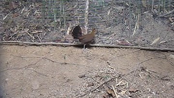 Yos hav zoov cuab tau poj qaib qus los kaw cia