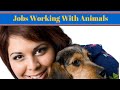 Jobs Working With Animals - Dog Jobs Jobs Working With Animals - Dog Jobs