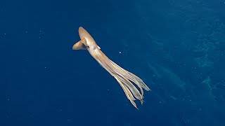 One Seamount, THREE Dumbo Octopus | Nautilus Live