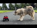 Howling Dogs Go Crazy At Remote Control Car!