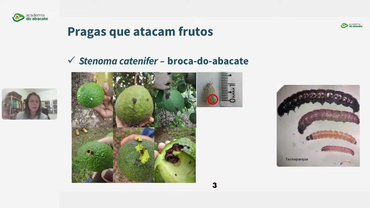 Aula Aberta  - As pragas que mais desafiam o abacateiro