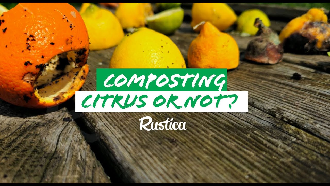 Should citrus fruits go into the compost?