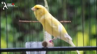 Suara Kenari WS ( Waterslager ) import belanda . Cocok buat Pancingan Bunyi dan Masteran