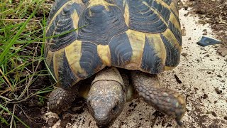 Tanking Tortoise Breaks down Barrier