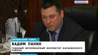 В некоторых хозяйствах Новосибирской области жалую В некоторых хозяйствах Новосибирской области жалую
