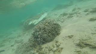 Snake eel 1.5m maritius snorkelling/diving and also a puffer fish Snake eel 1.5m maritius snorkelling/diving and also a puffer fish