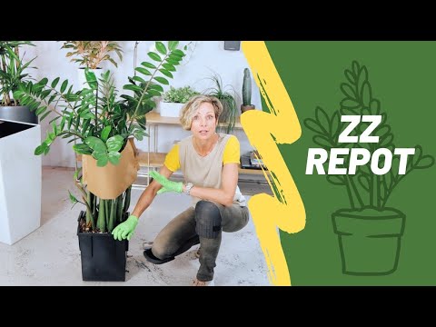 How To Repot Rootbound ZZ Plant & Support Stems | Zamioculcas Zamiifolia 🌱