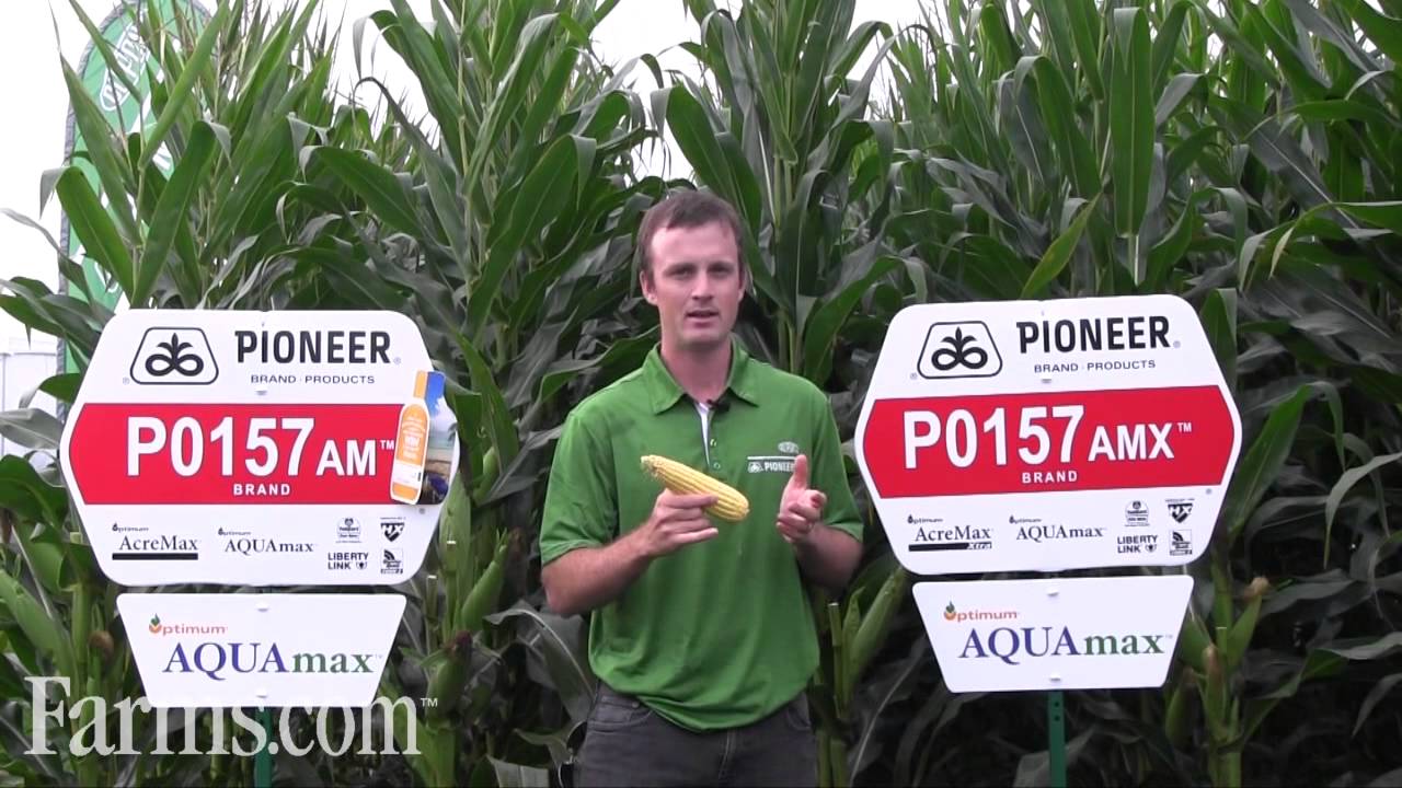Pioneer Corn Hybrids P0157AM P0157AMX YouTube Pioneer Corn Hybrids P0157AM P0157AMX YouTube