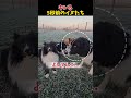 数字の数え方がうざすぎて、完全にキレかけるイヌたちwww