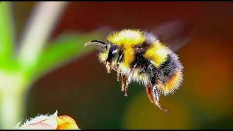 8th std | new syllabus 2017 | 2nd language | English | 2nd poem lyrical video | The little busy bee