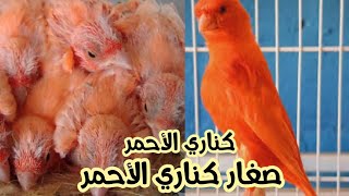 صغار كناري الأحمر/  انتاج 2023.     Red Canary chicks / Red Canary chicks, production 2023