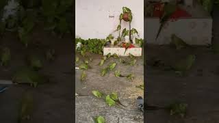 Parrots Mhadev Mandir