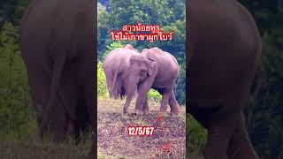 ไม้เกาขาช้าง #ช้างป่า #ช้างเขาใหญ่ #ช้างไทย #elephant