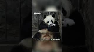 Who Says Panda Moms Aren't Experts At Caring For Their Babies? | iPanda #shorts