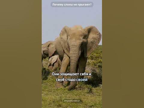 Почему слоны не прыгают? #факт #факты #слон #shorts #tiktok - YouTube