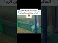 الثعلب الذي افترس خروف بحجم الثعلب أضعاف مشهد يعطيك معرفه وخطوره الثعالب للمواشي الثعلب الخروف