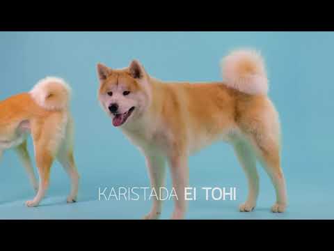 Video: Akita Inu Koeratõug