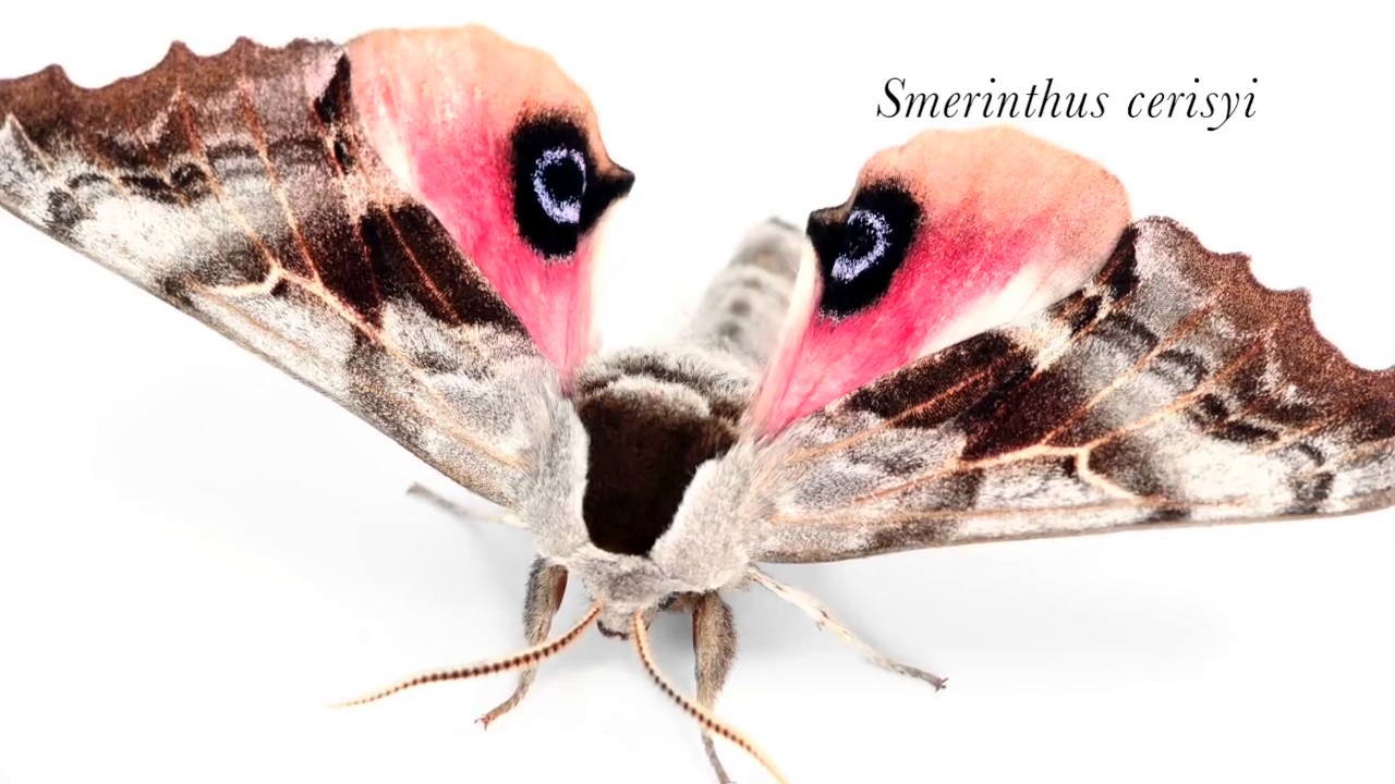 Hawk Moths or Sphinx Moths