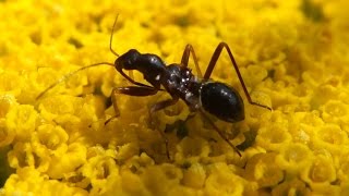 Himacerus mirmicoides - Ameisensichelwanze / Damsel Bug