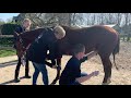 Castratie hengsten veulen - door Paardenkliniek Hollandskroon - An Olympic Dream