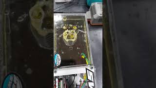 HOME MADE ENGINE OIL BRAKE IN MACHIN