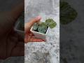 How to Propagate Begonia from Cuttings in Water - Begonia Plant Care & Grow