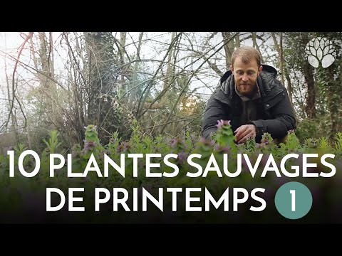 Vidéo: Que sont les plantes herbacées de la scrofulaire - En savoir plus sur les utilisations des plantes de la scrofulaire dans le jardin