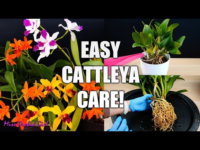 How to Care for Cattleya Orchids - Watering, Repotting, Reblooming & more! Orchid Care for Beginners class=