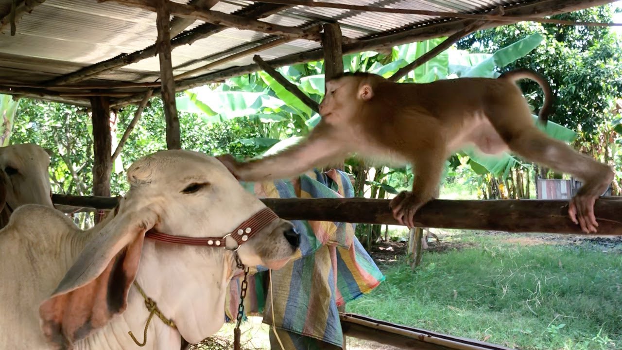 Offended Cow Brave Jason Stomp Feet Arrogant Push Cow To Offend When Outing Bored ...