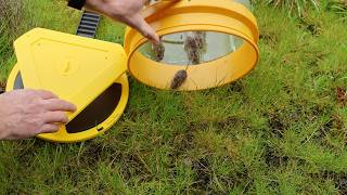 Why I Recommend This New Bucket Trap? Triple Flip-Floor Catches 6 Mice - Mousetrap Monday