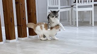 全速力で追いかけっこしてたら止まれずに衝突した猫たちがこうなっちゃいました…