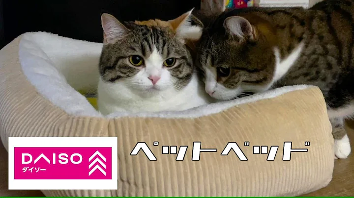 Watch the video about New bed for cats