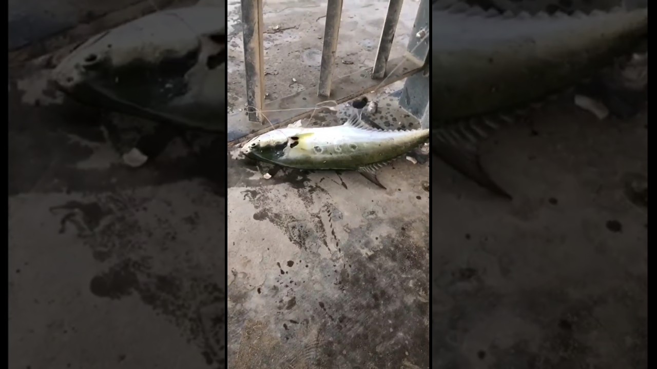 Easy retrieval technique, Queen landed 