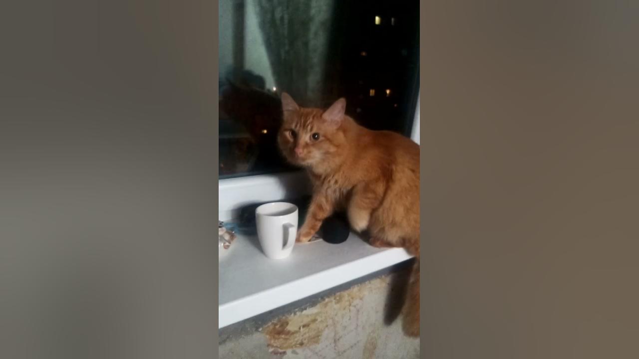 #кот .Леон. - YouTube