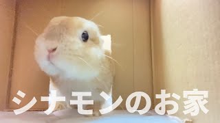 シナモンのお家 (家の中の様子)