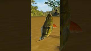 pescando Tucunaré no fishing clash #pesca#gameplay