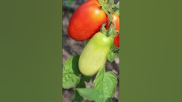 Double Your Crop From Bottom To Top: 6 Tomatoes That Will Not Stop! #plantingtips #gardening #tomato