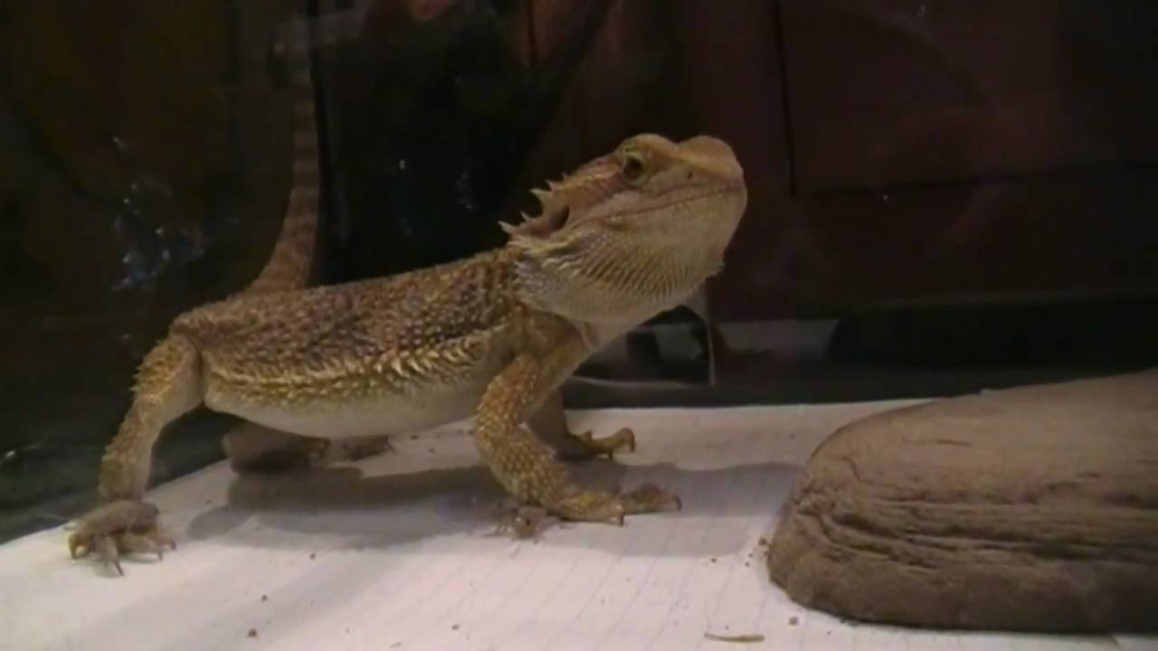 Bearded Dragons devour 50 crickets! (+cricket prep) YouTube