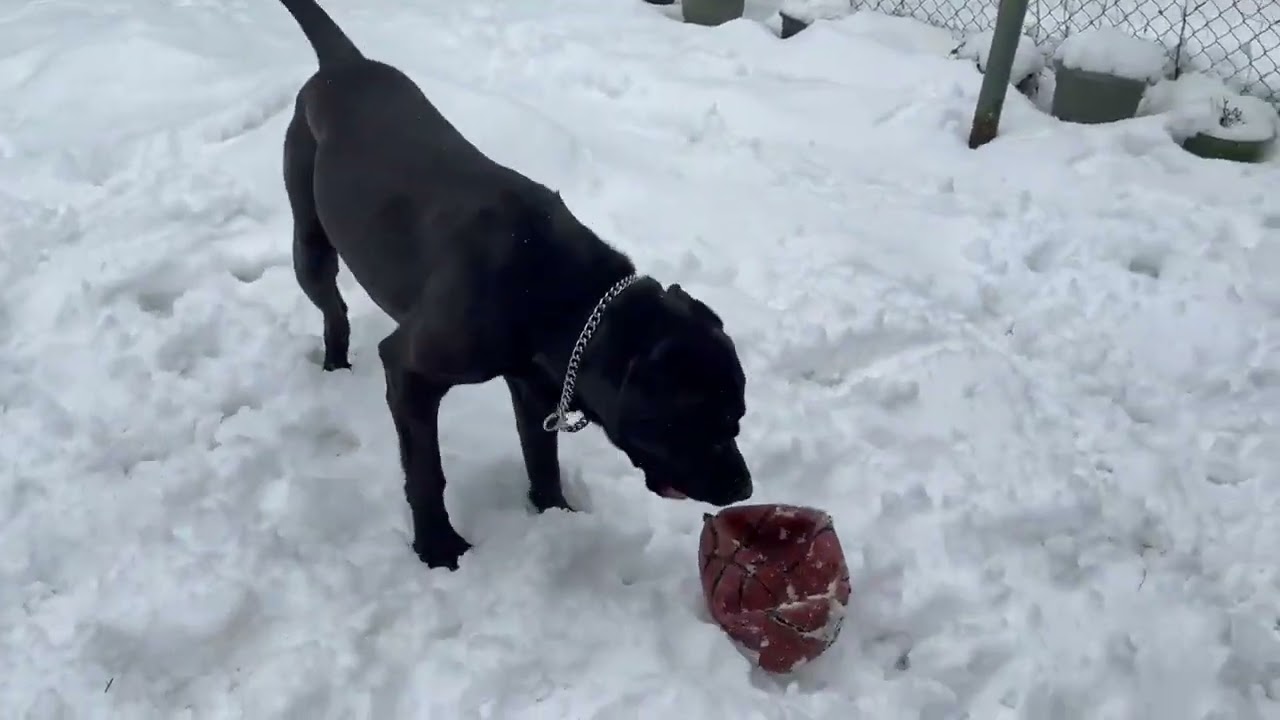 Dog joyfully plays in deep winter snow, Kitchener, Ontario, Canada