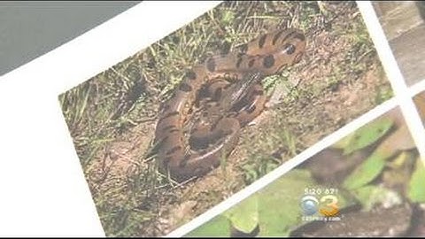 Traps Set For Large Snake That Somehow Found Its Way To NJ Lake
