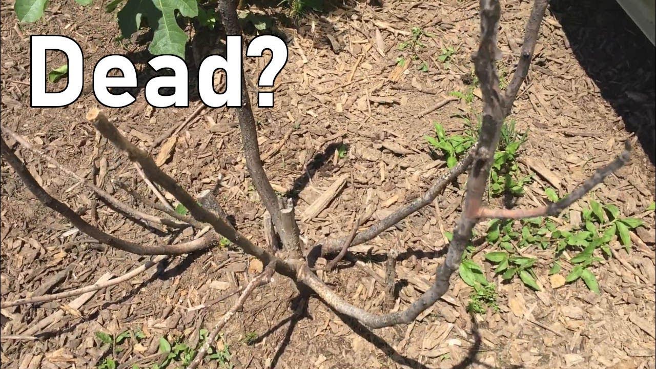 😲 Fig Tree Dead or Not⁉️ Chicago Figs YouTube