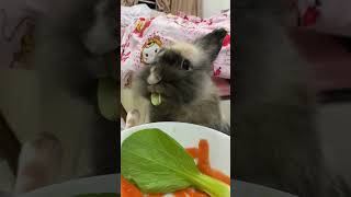 Love the face of bunnies eating socute rabbitlove cuteface