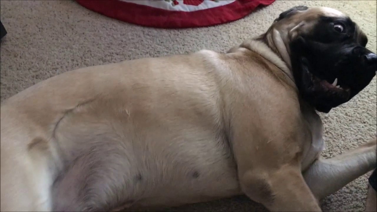 Cutting Dog Nails - Do You Want To Get Your Nails Cut? - Part 2 - YouTube