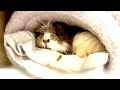 落ち着かないモルモット