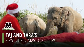 Taj And Tara's First Christmas Together!