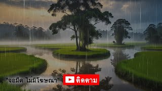 เสียงฝนป่าผ่อนคลาย นอนหลับสบาย สมองปลอดโปร่ง l Ep.86