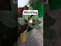 A normal day at home #viral #shorts #minivlog #vlog #vlogging #couple