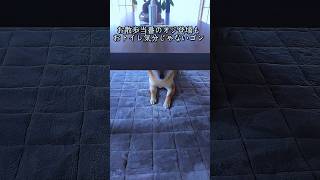 1人になりたい時の豆柴さん#shibainu #柴犬 #loneliness #theshibedoge #shorts